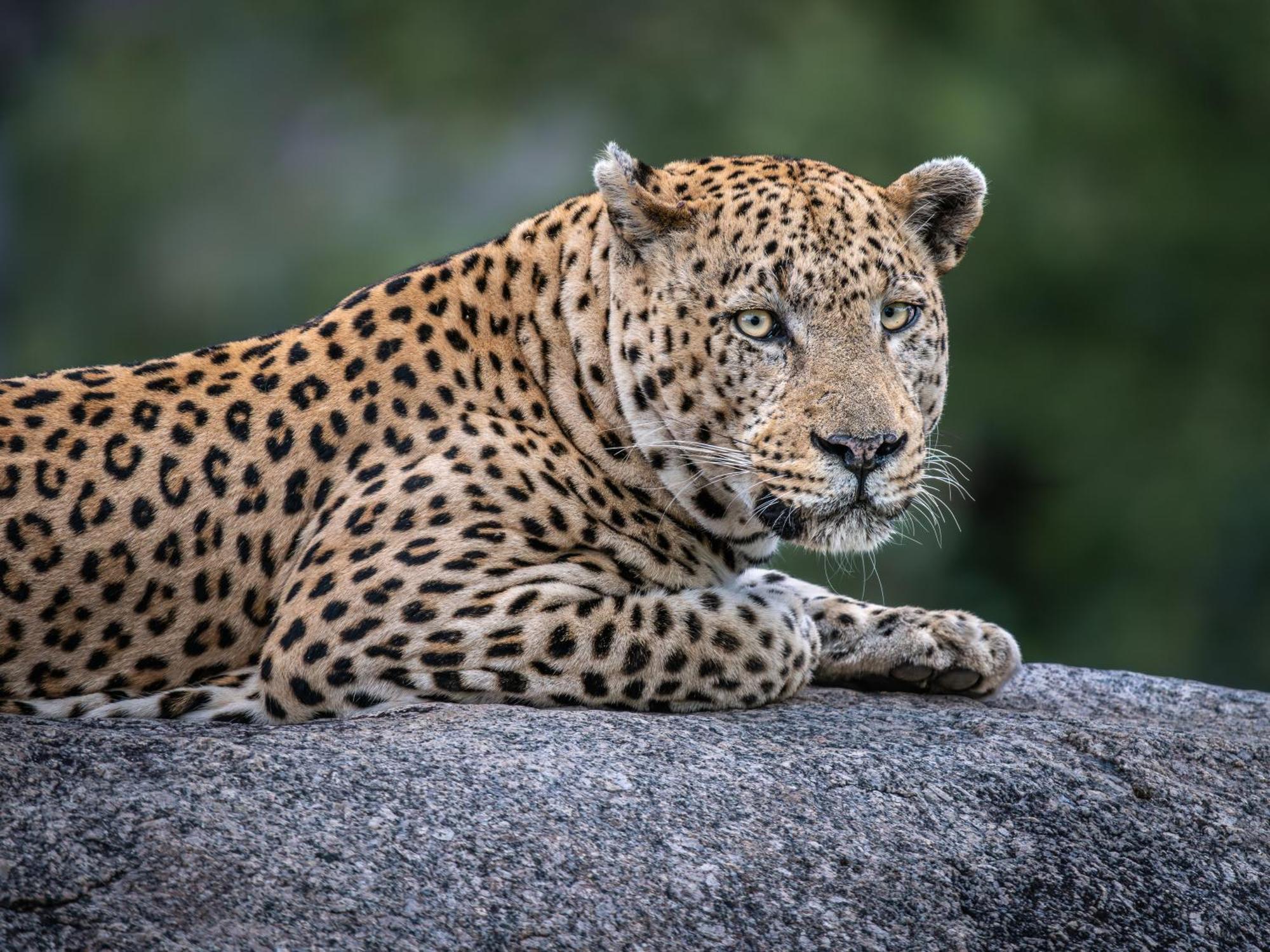 Nyati Safari Lodge Hoedspruit Kültér fotó