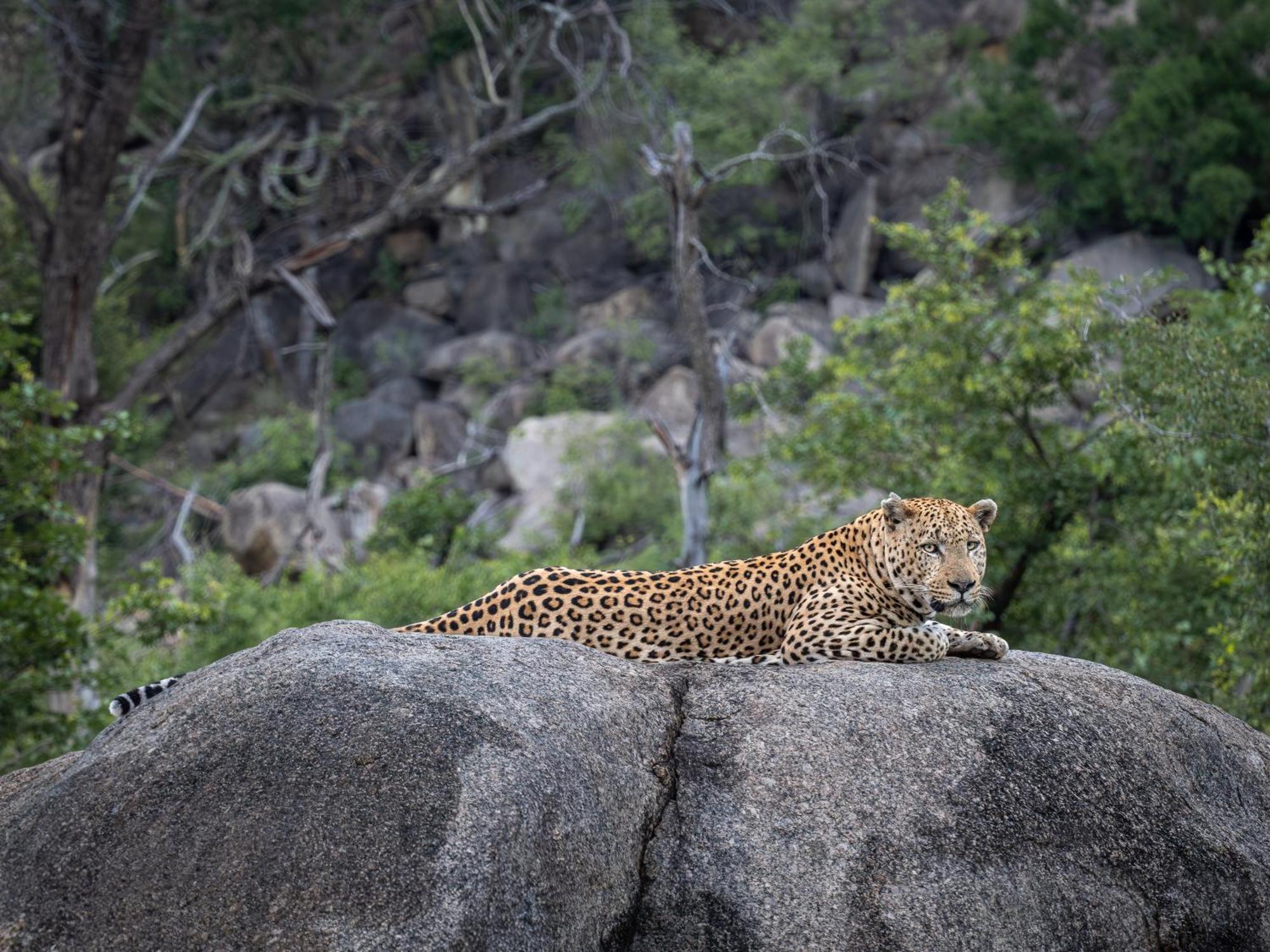 Nyati Safari Lodge Hoedspruit Kültér fotó
