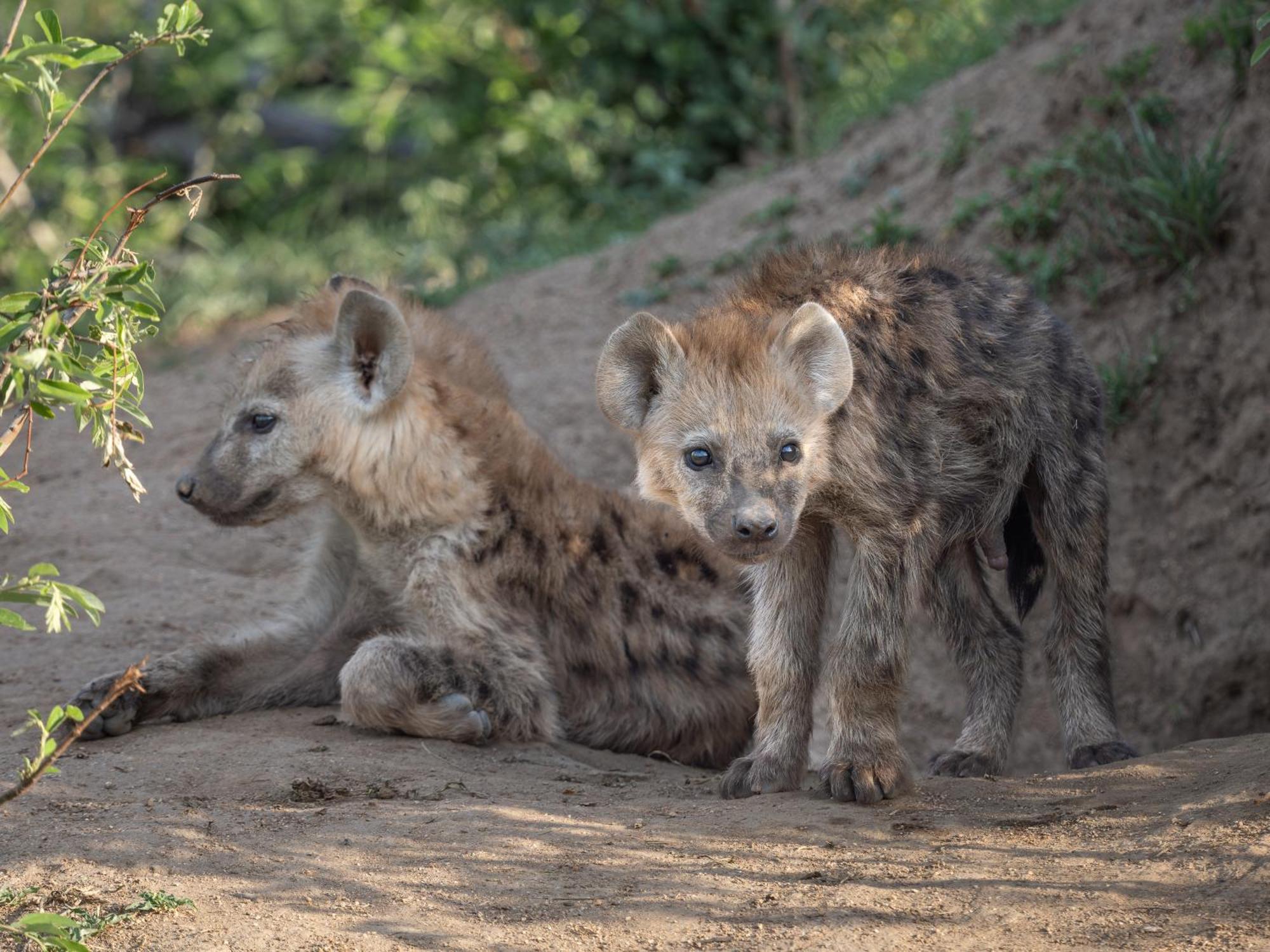 Nyati Safari Lodge Hoedspruit Kültér fotó