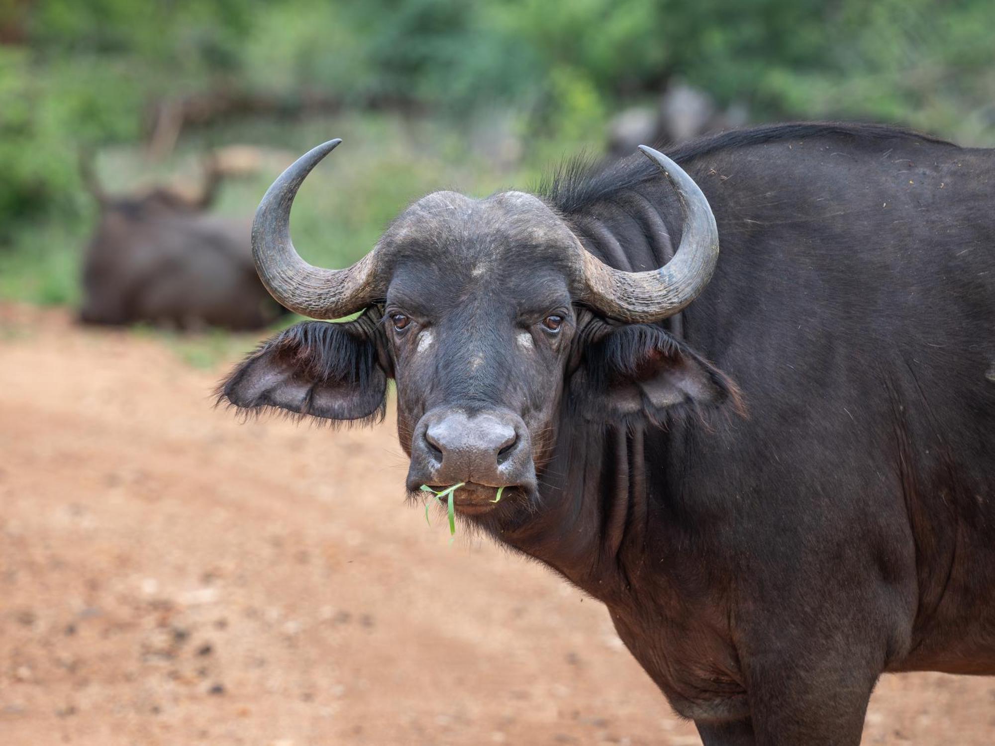 Nyati Safari Lodge Hoedspruit Kültér fotó